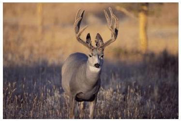 From A Tree Stand by Steve Nolen