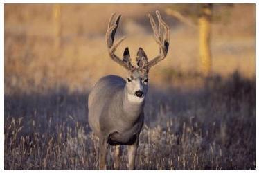 From A Tree Stand by Steve Nolen